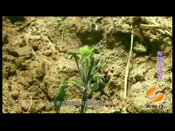 冰菊种植基地