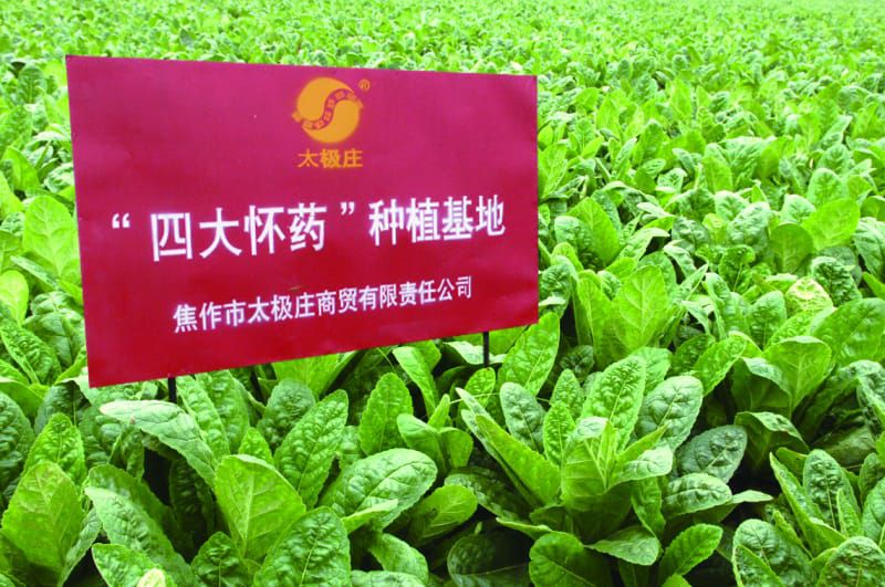 怀药基地