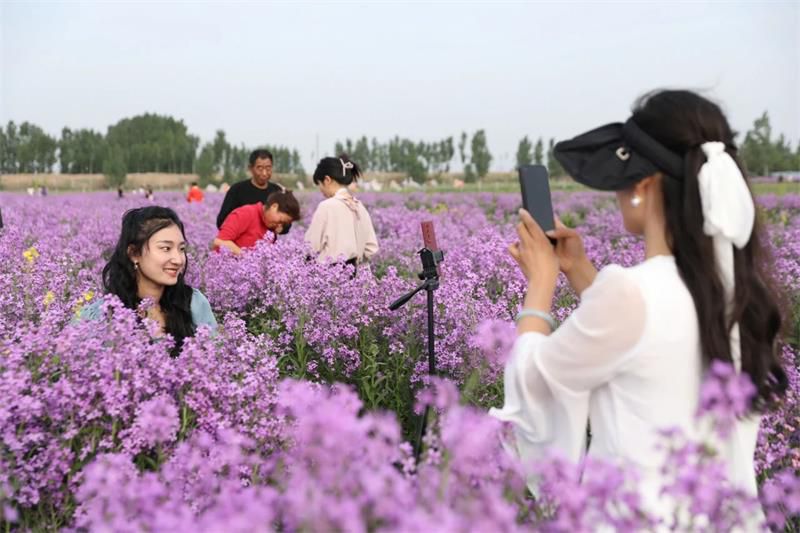 10万余人次！太极庄首届紫色油菜花节收官