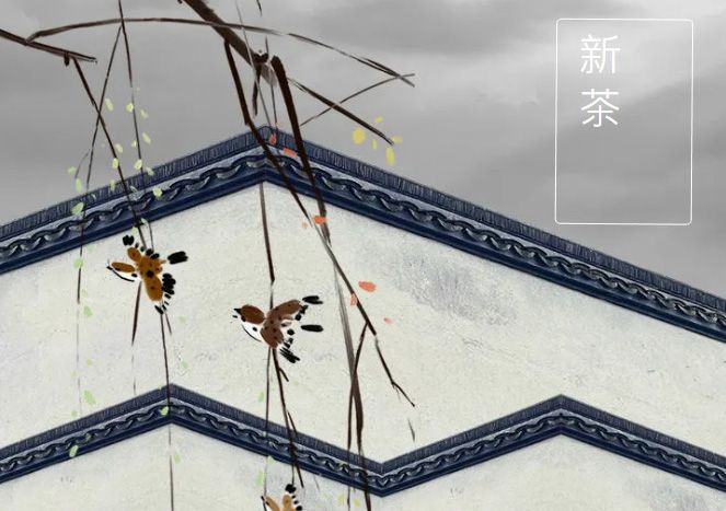 太极庄新菊上市！白菊婉清颜，芳香满庭院