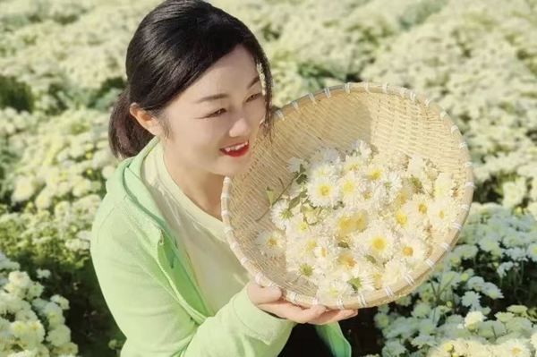 十一畅玩指南：太极庄怀药小镇！邂逅秋日花海，乐享田园时光！