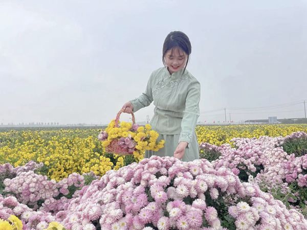 重阳秋色暖，赏菊正当时|太极庄邀您共赴怀药小镇秋日雅集